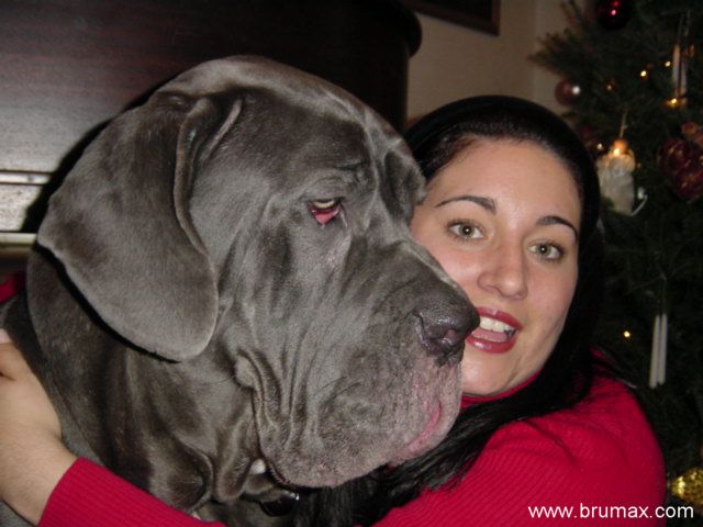 Neapolitan Mastiff